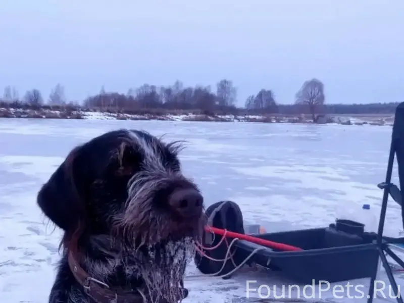 Пропал пёс