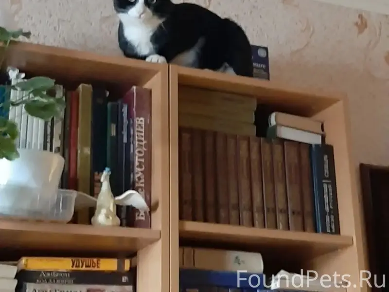 Пропал кот Феликс, деревня Васькино