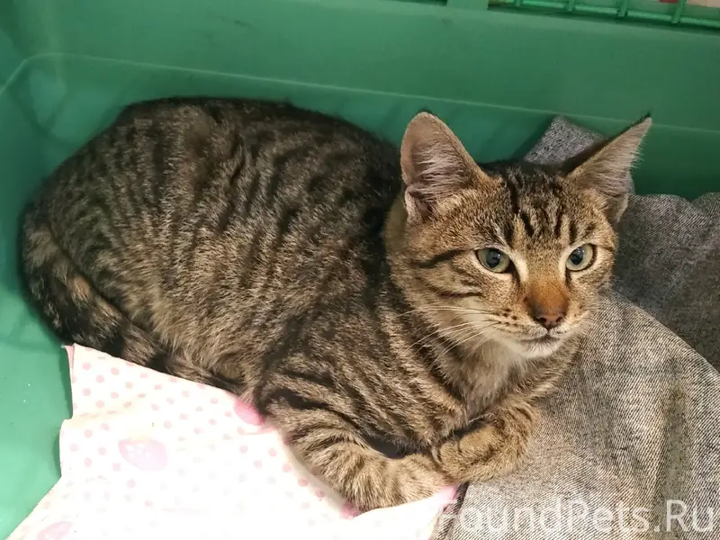 Найден котёнок, район Тимме
