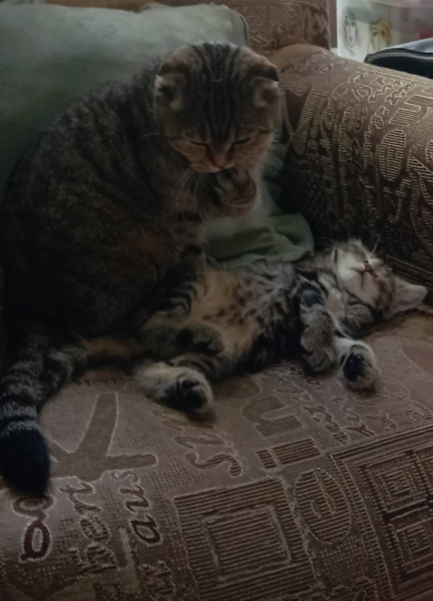 Пропал котёнок