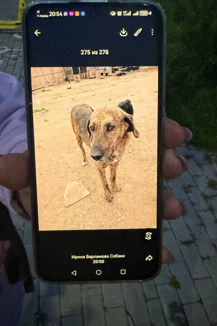 Пропал пёс Лорд, Ньютон