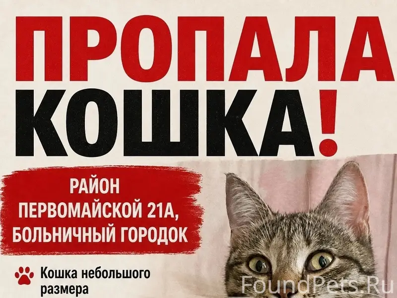 Пропала кошка Шмыга, Северск