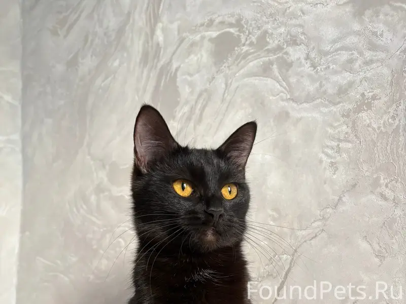 Пропала кошка, район детской поликлиники