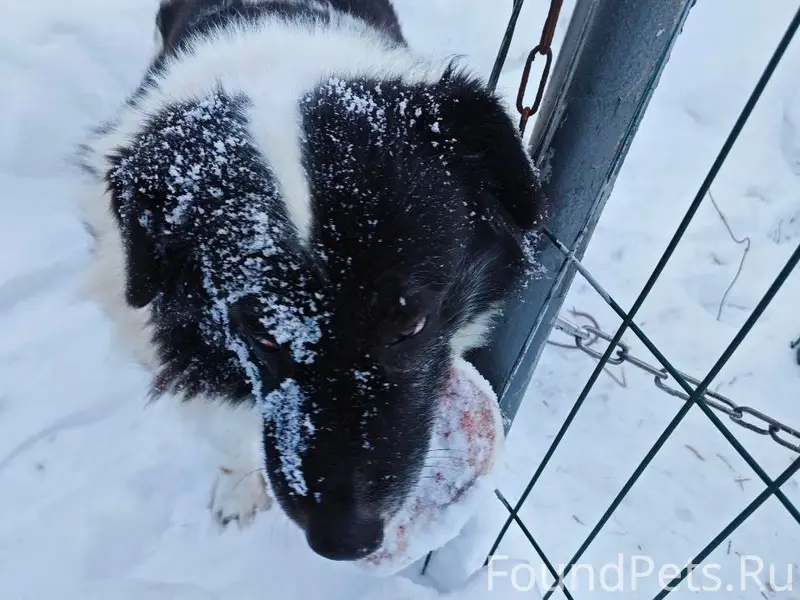 Пропала собака Ланда, Подольск