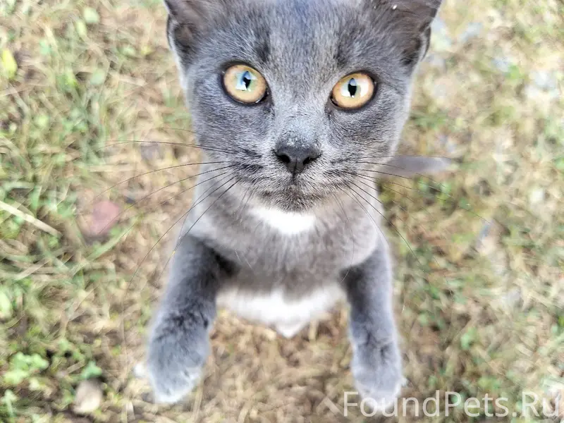Найдена кошка, улица Лесная