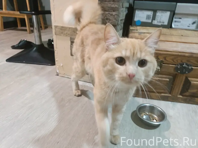 Найден кот, ул. Ручейная