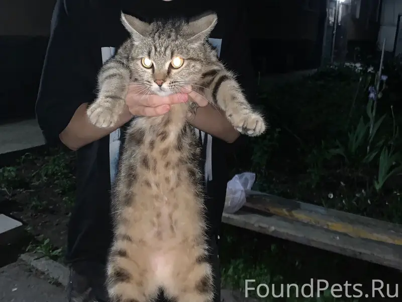 Найдена кошка, Искитим