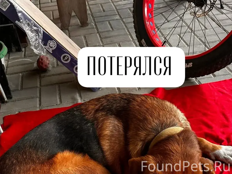 Найден рыжий с чёрным пёс, Михайловск
