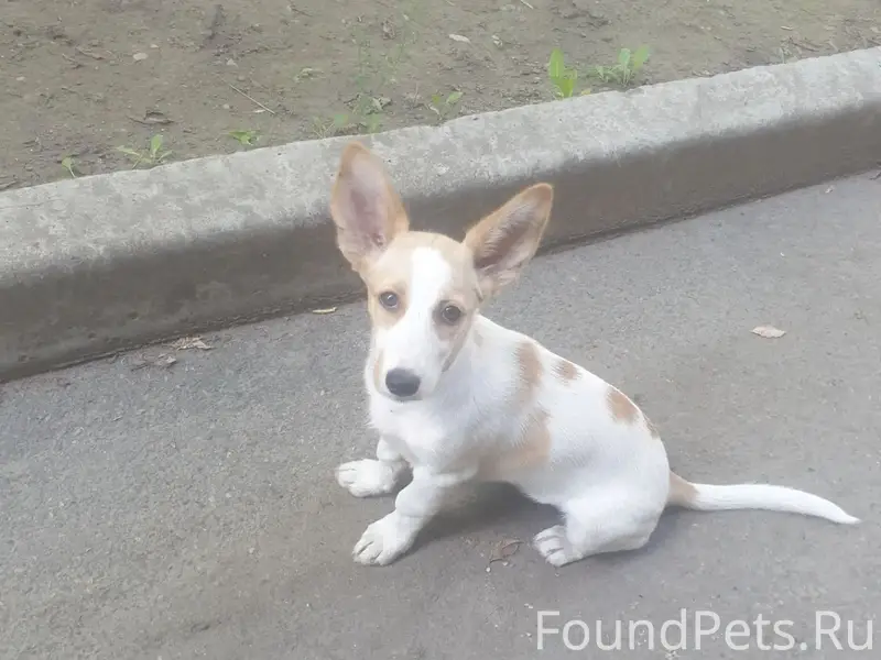 Пропала собака, Новоленино