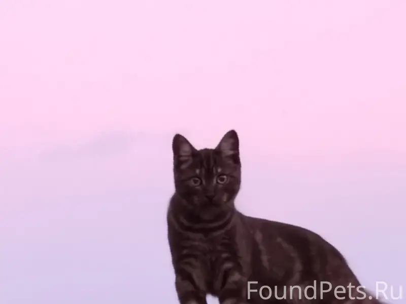 Пропал кот, мжк