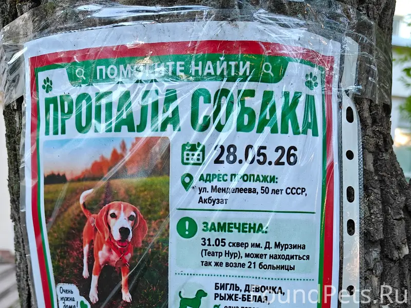 Пропала рыже-белая девочка бигль, Уфа