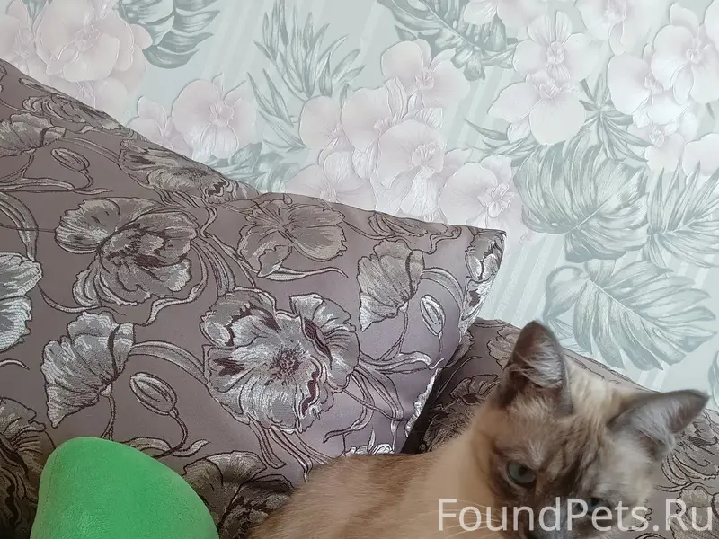 Пропала кошка, Вологда