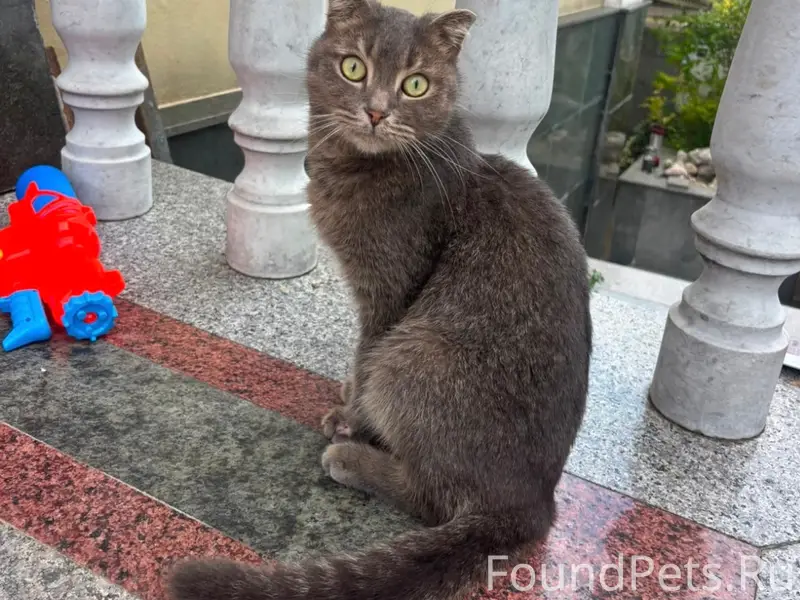 Найден кот, район ул. Пирогова