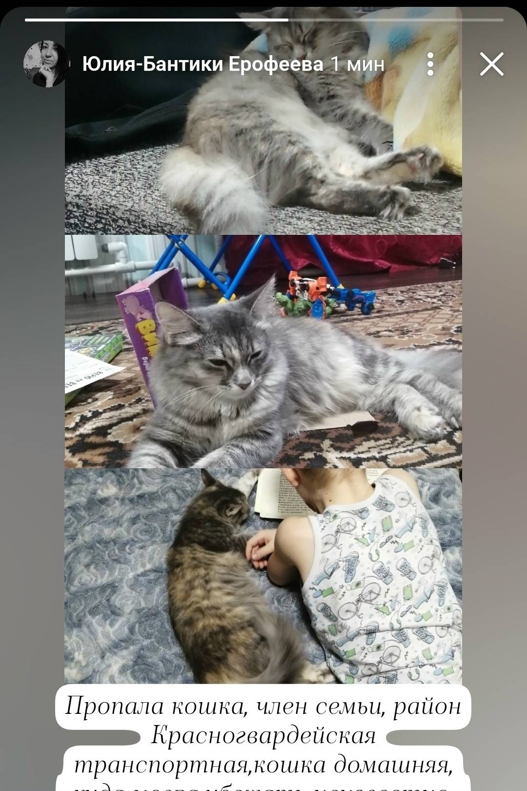 Пропала кошка Плюшка, Красногвардейская транспортная