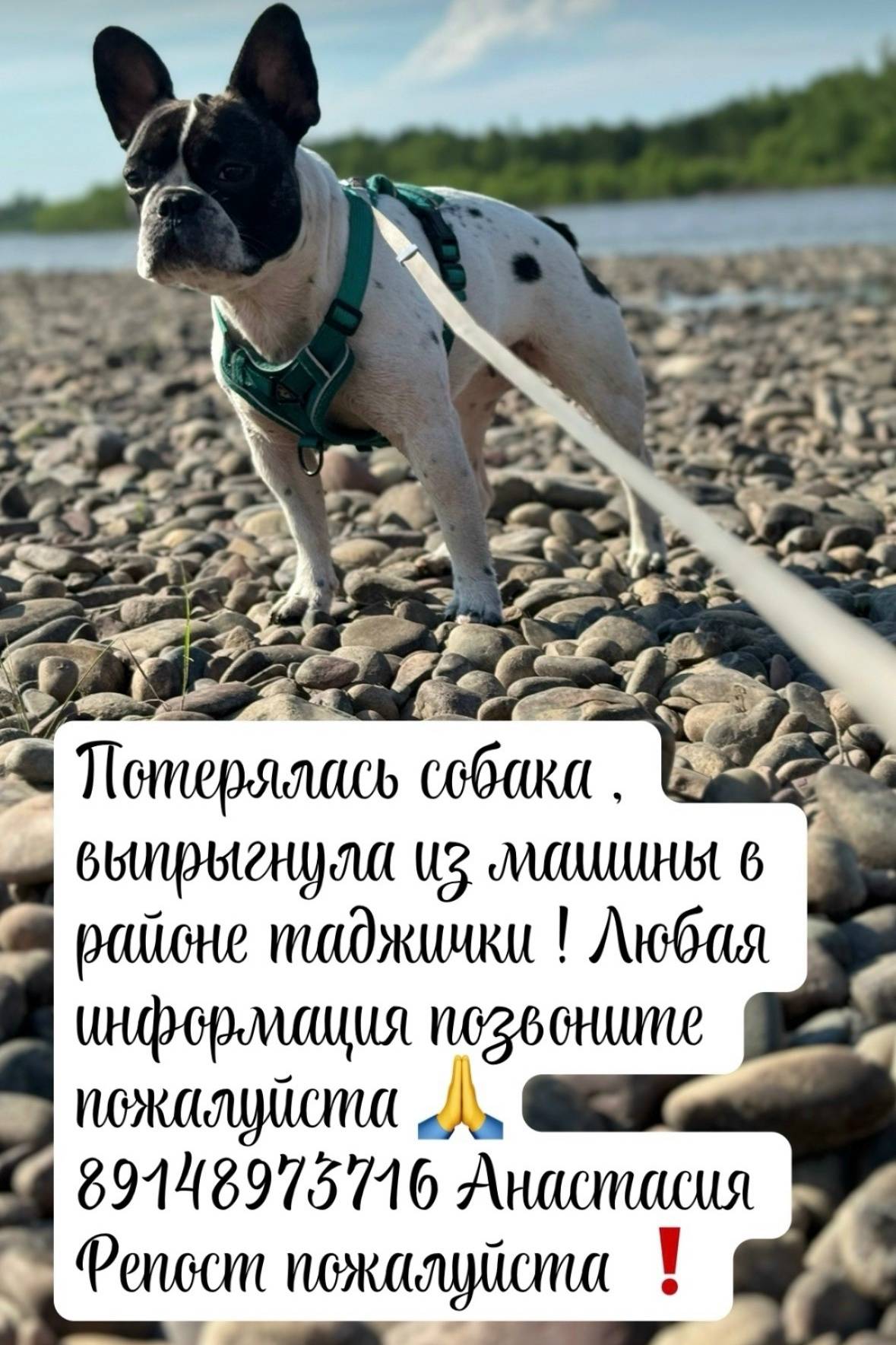 Пропала собака, район Таджилки