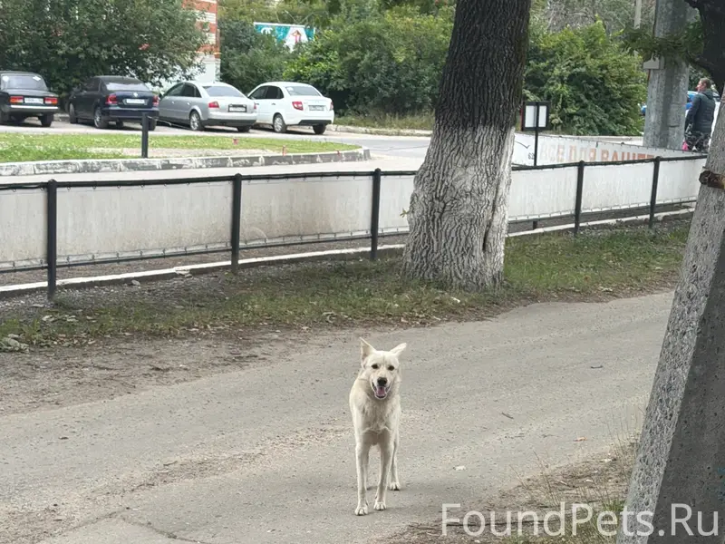 Пропала собака, Дашково Песочня