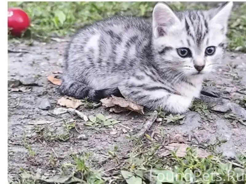 Пропал котёнок
