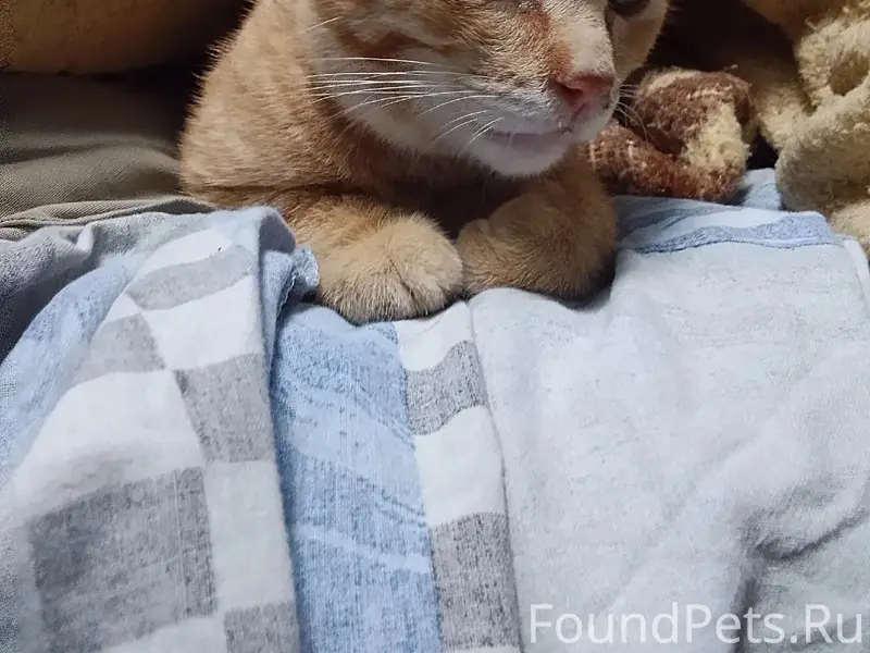 Найден рыжий котёнок, Ярцево
