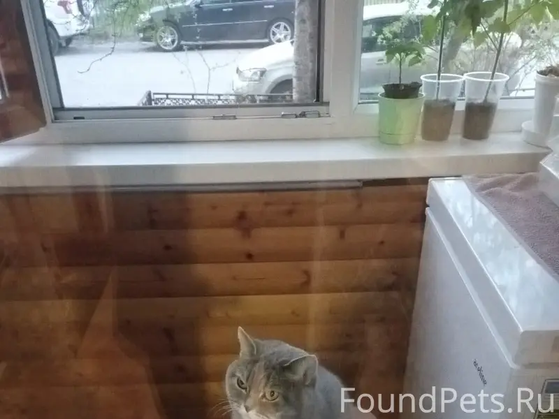 Пропала кошка,