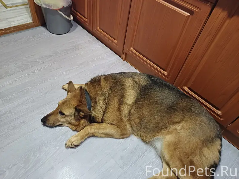 Пропала собака Рада