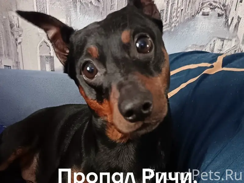 Пропал цвергпинчер, был на дороге в сторону Красного профинтерна