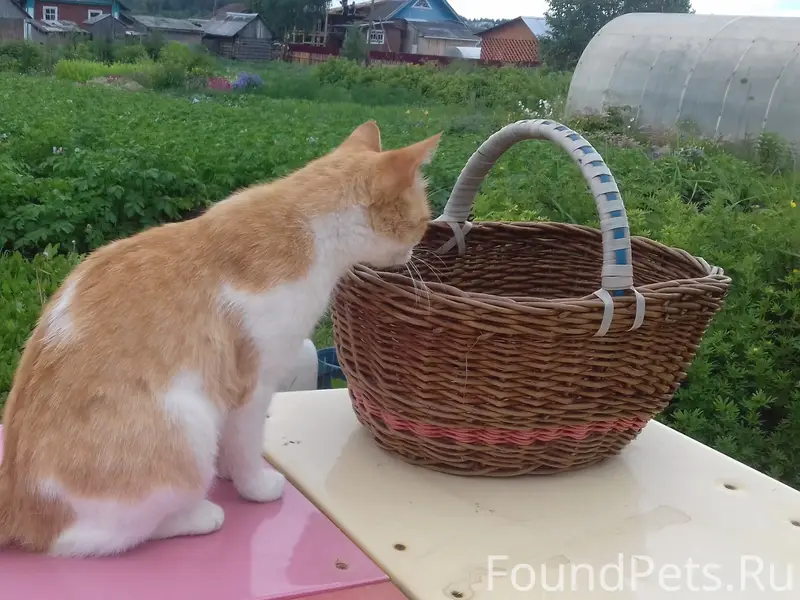 Пропала кошка рыжего окраса, Визинга