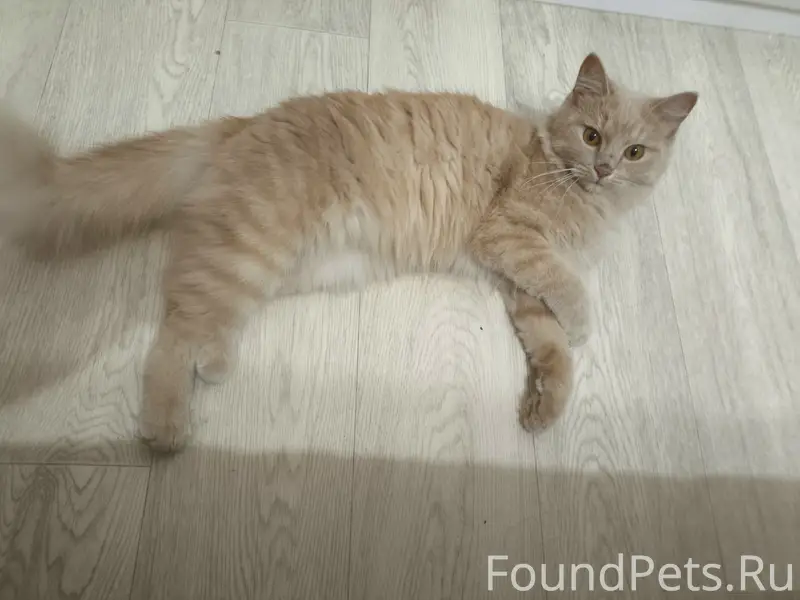 Найдена кошка, ул. Интернациональная