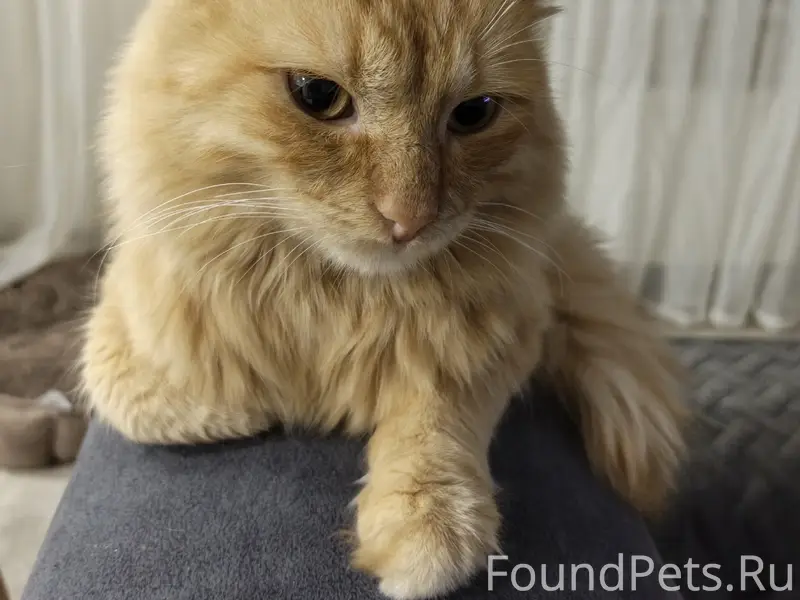 Найден кот, Ревда
