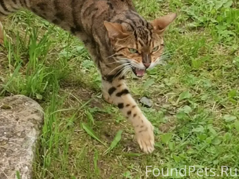 Найден бенгальский кот, Никольское