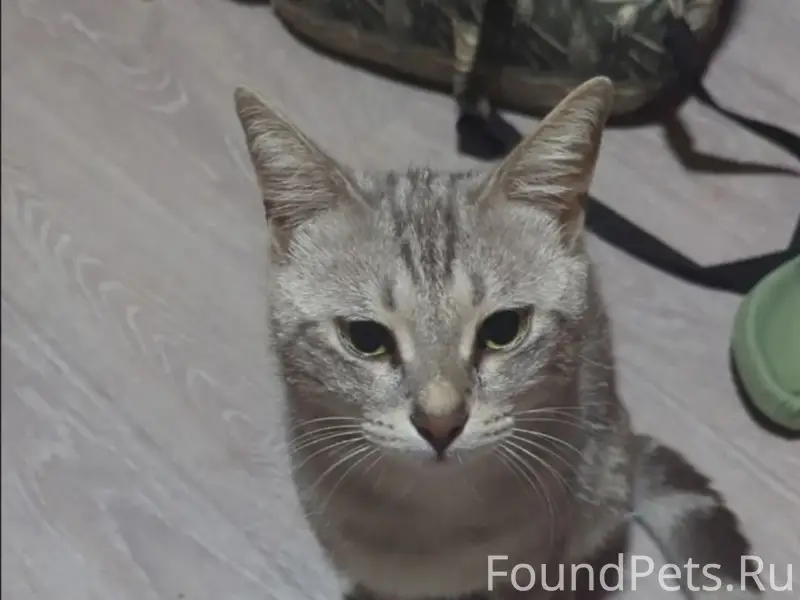 Пропал кот Билли, мхзю, каменка, стадион