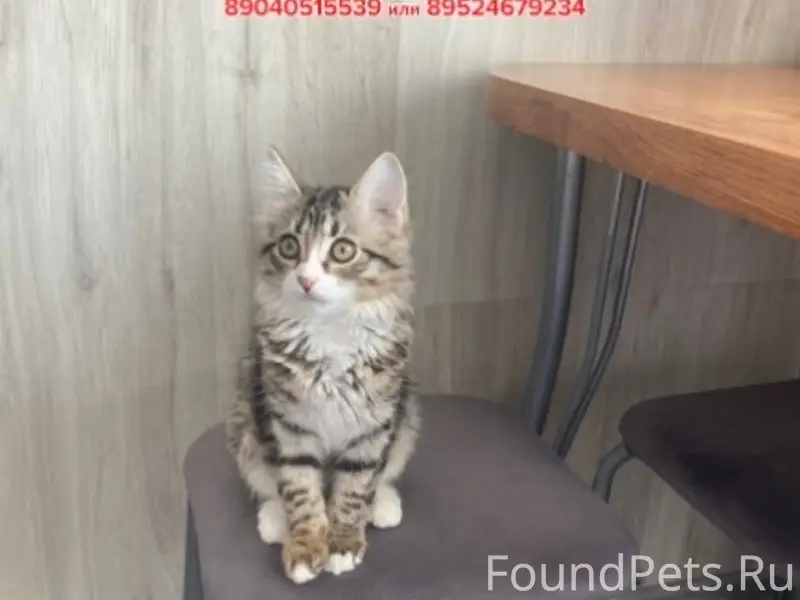 Пропал кот Сеня