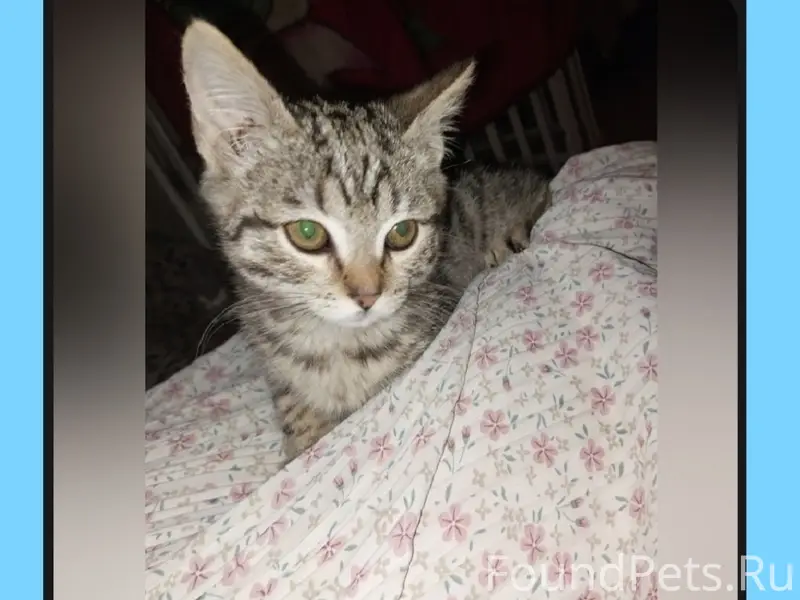 Пропала кошка Серик
