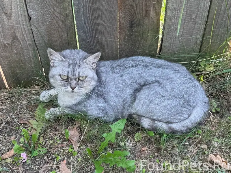 Найдена кошка, Ржев