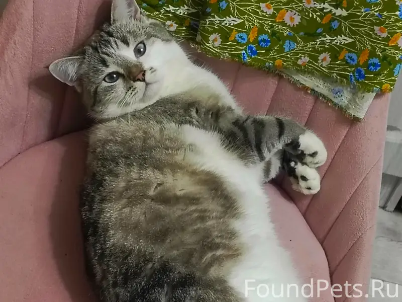 Пропала кошка, улица Гагарина