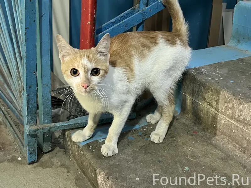 Найден котик рыже-белый 