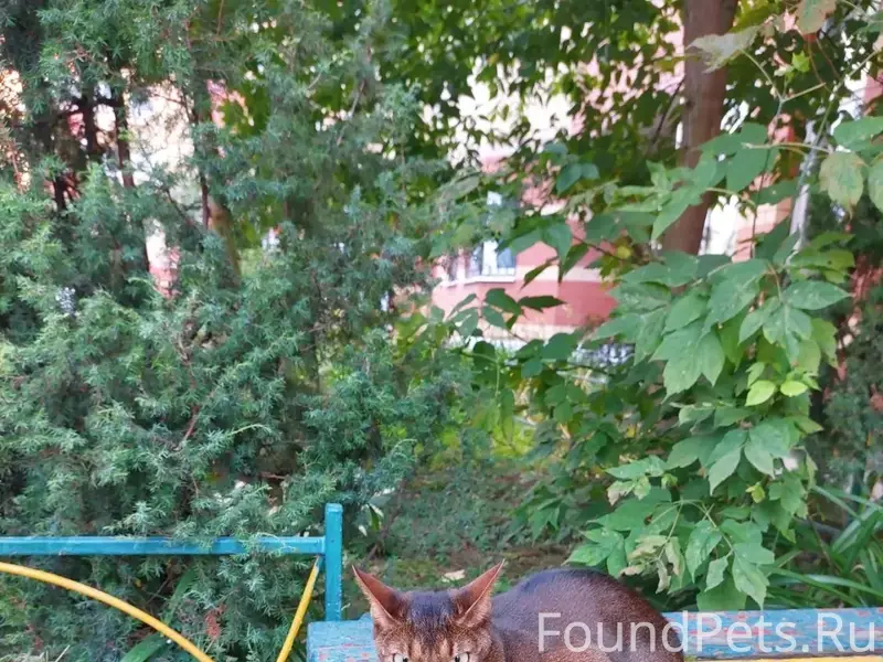 Найдена кошка, Долгопрудный