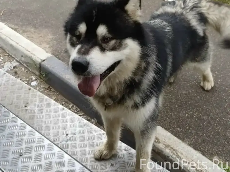 Пропала Аляскинский маламут Скай, Тучково