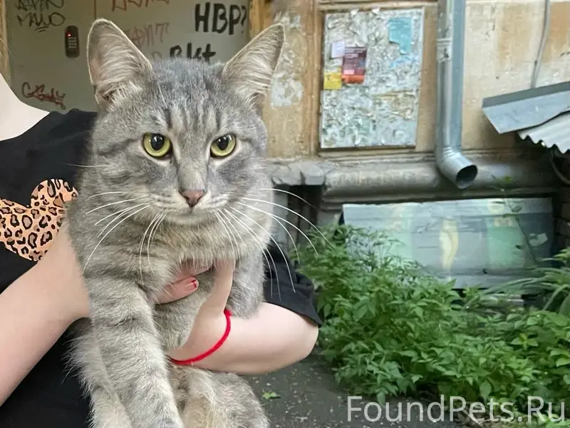 Пропал кот, Вокзальная 91