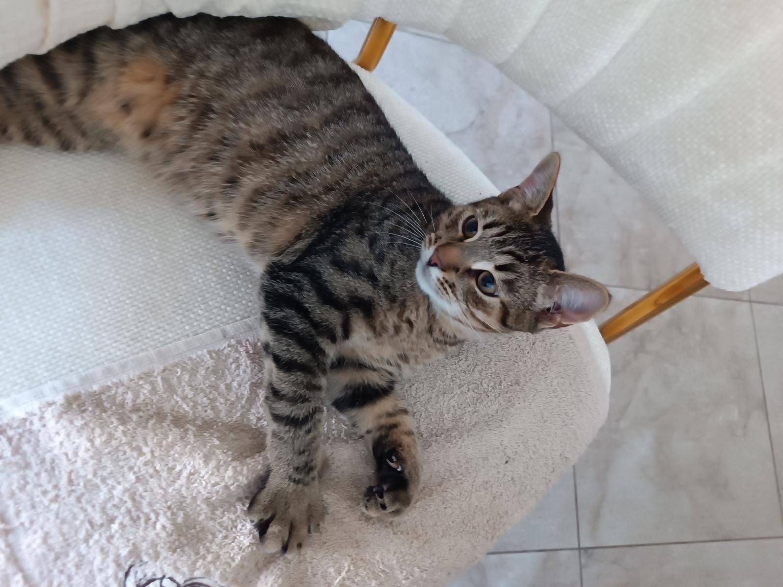 Найден котёнок, Лианозово
