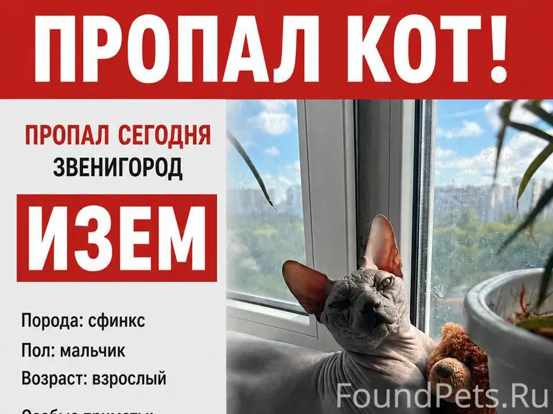 Пропал кот сфинкс 