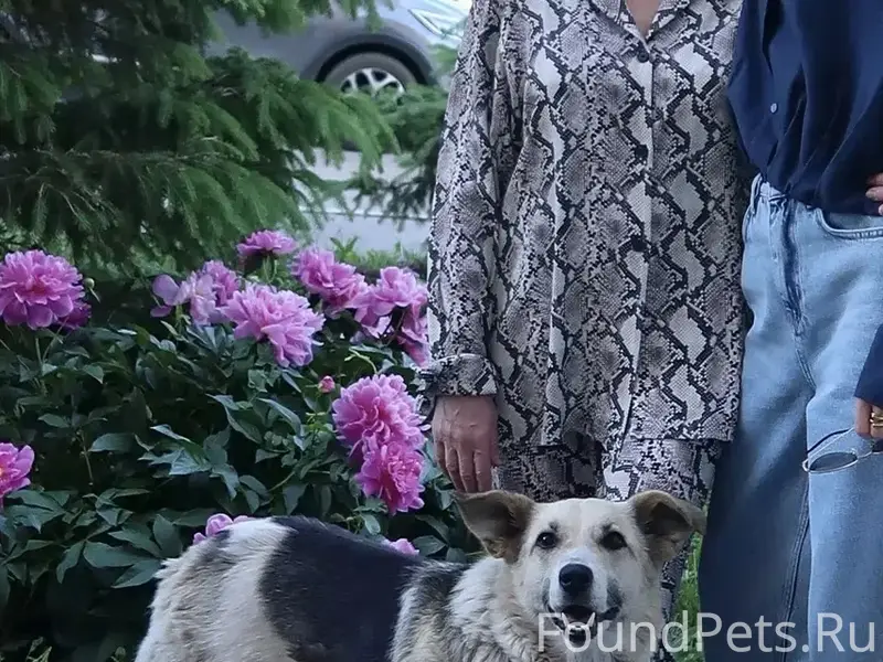 Пропала собака Доча, Калининградская/Берды