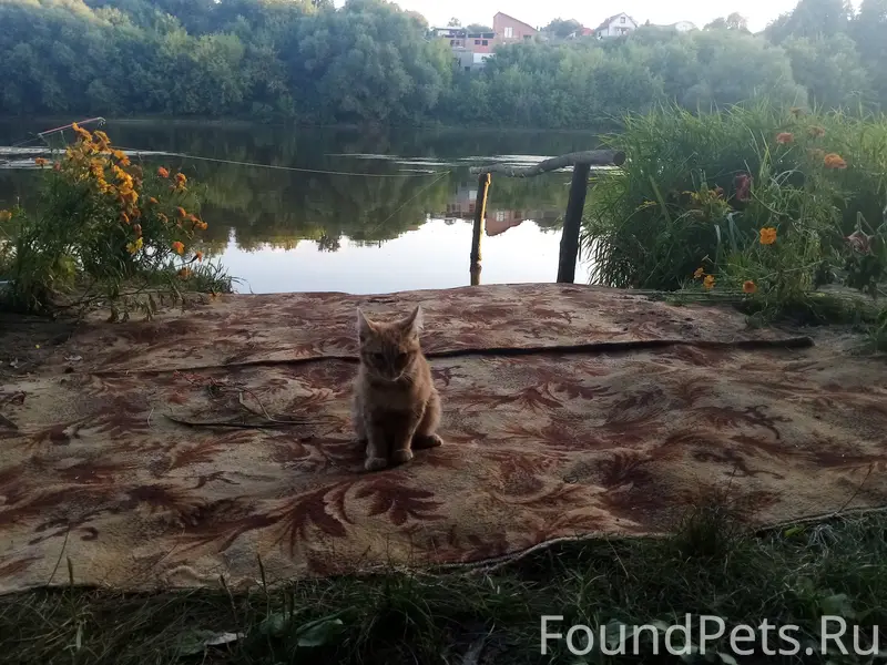 Пропала кошка, около Москвы реки