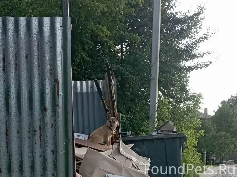 Найдена собака, г. Собинка район «Большие Сокольники»