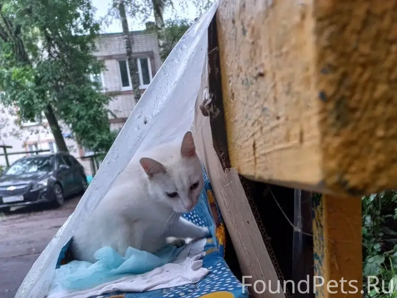 Найдена белая кошка, ул. Штеменко