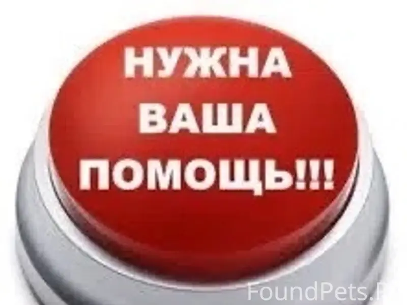 Пропала немецкая овчарка, Вельский район