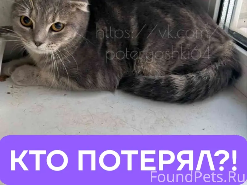 Найден котёнок, Саратов, 3-я Дачная