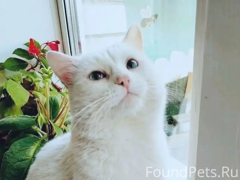 Пропал кот Проша, район Загса
