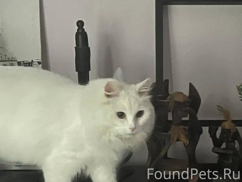 Пропал кот, д. Нудоль, ул. Солнечная