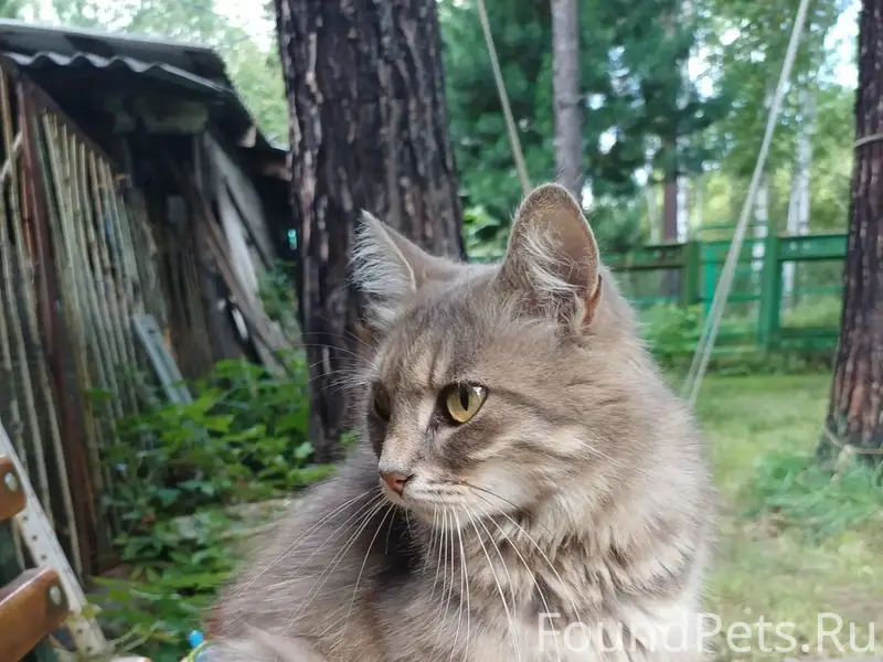 Найдена кошка, Рассоха