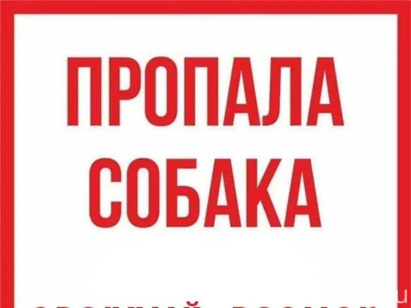 Пропал бигль Лорд, Кола, Мурманск